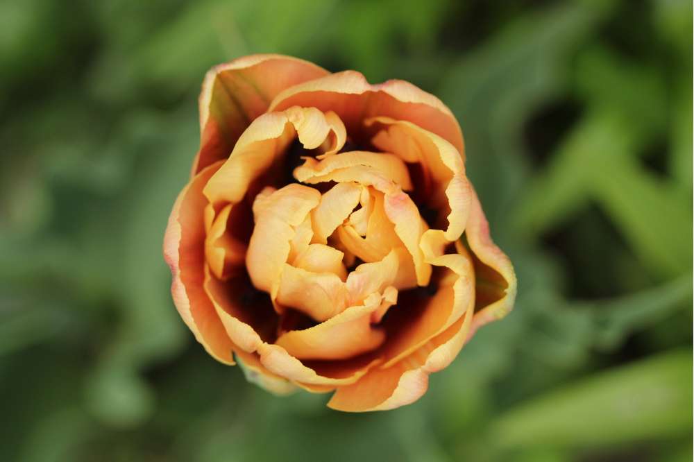 Tulpan 'La Belle Epoque'